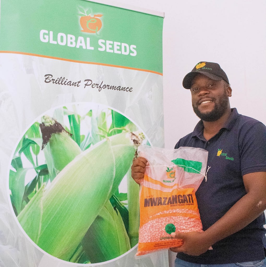 Shane Phiri, Operations Manager at Global Seeds, shows a bag of MH34 seed. (Photo: Emma Orchardson/CIMMYT)