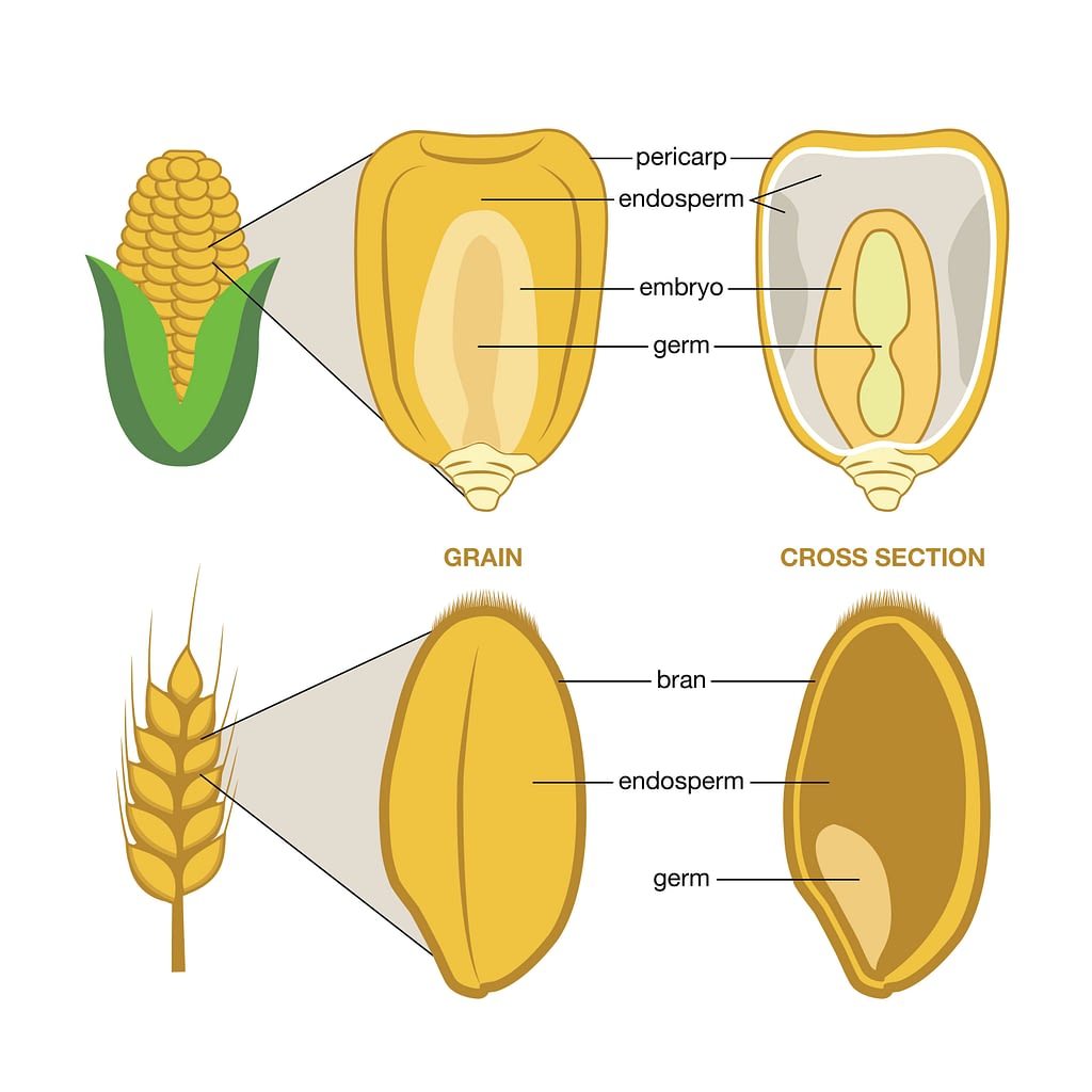 The grain or kernel of maize and wheat is made up of three edible parts: the bran, the germ and the endosperm. (Graphic: Nancy Valtierra/CIMMYT)