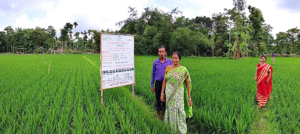 Bablu Modak demonstrates his unpuddled mechanically transplanted rice.
