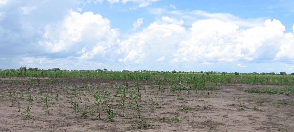 Severe drought-affected area in Lamego, Mozambique. (Photo: Christian Thierfelder/CIMMYT)