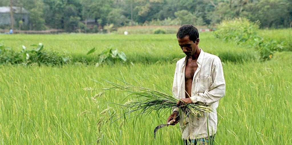 A rice farmer in central Bangladesh tends to his crop. (Photo: Scott Wallace/World Bank)