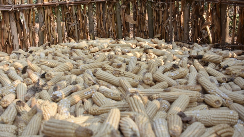 Harvested maize cobs are exposed to the elements in an open-air storage unit in Ethiopia. (Photo: Simret Yasabu/CIMMYT)