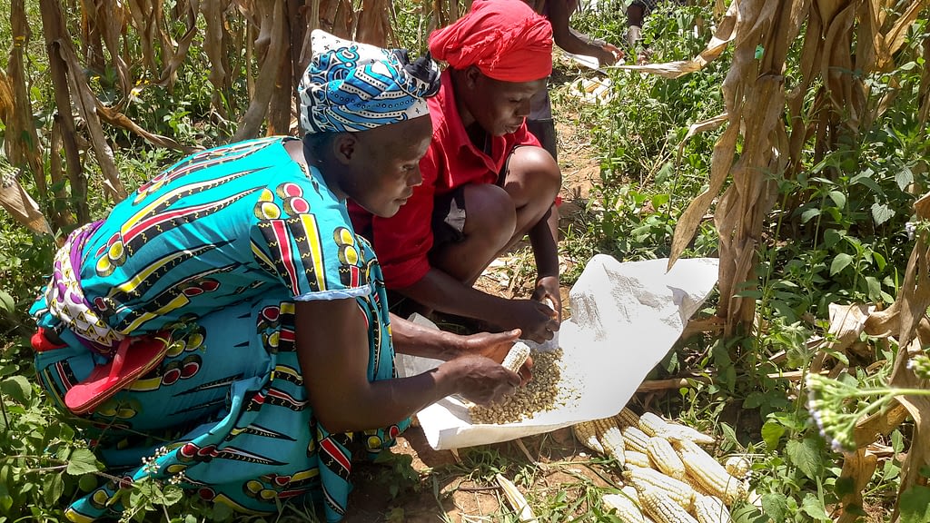 Smallholder farmers remove kernels from cobs during an on-farm evaluation of Ms44 hybrids in Kakamega, Kenya. (Photo: Virginia Ndungu/KALRO)