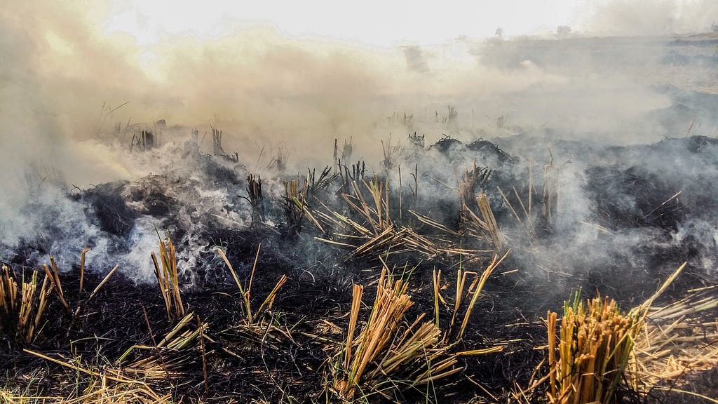The burning of crop residue, or stubble, across millions of hectares of cropland between planting seasons is a visible contributor to air pollution in both rural and urban areas. (Photo: Dakshinamurthy Vedachalam/CIMMYT)