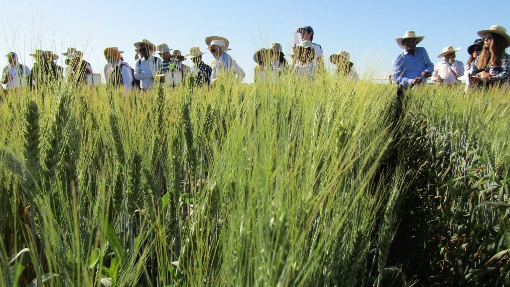 Visitors at CIMMYT’s experimental station in Obregon, Mexico, where elite wheat lines are tested for new traits.