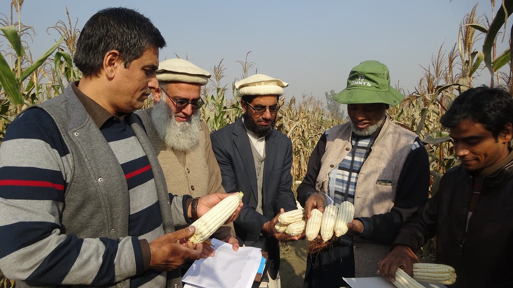 CIMMYT researchers in Pakistan examine maize cobs. (Photo: CIMMYT)