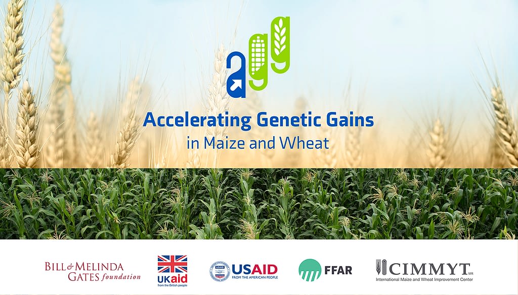 Accelerating Genetic Gains in Maize and Wheat (AGG)