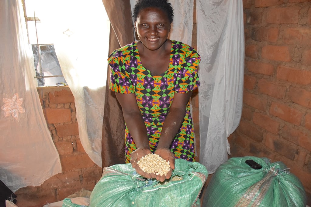 Dolly Muatha shows maize from her farm in Makueni County, eastern Kenya. (Photo: Joshua Masinde/CIMMYT)