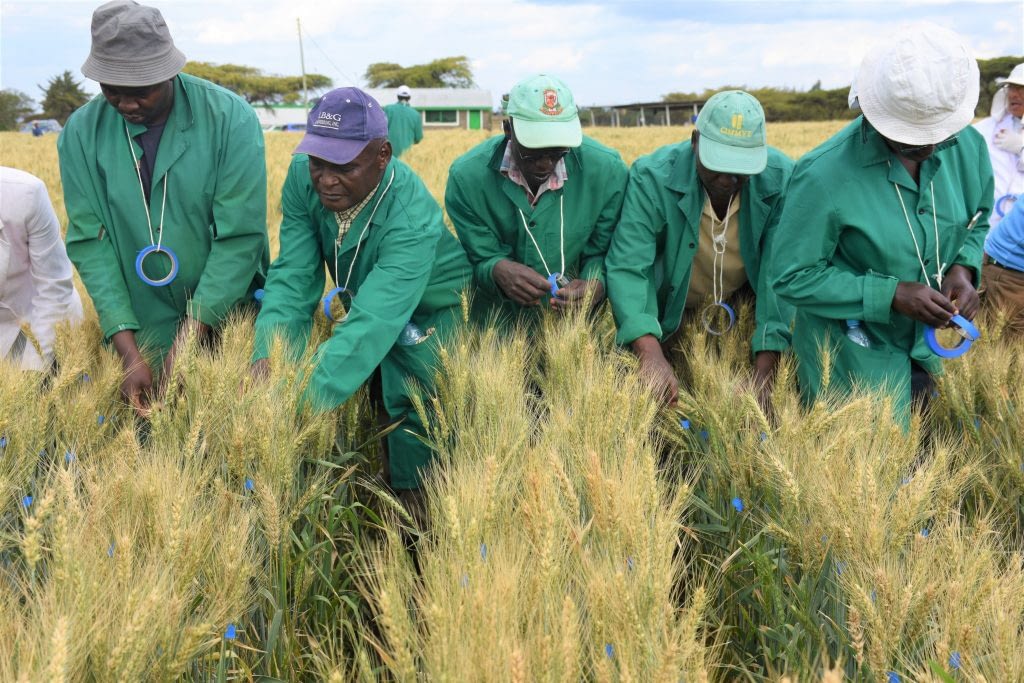 KALRO staff selecting and taping promising wheat plants with resistance to stem rust disease at the wheat stem rust phenotyping facility in Njoro. (Photo: Joshua Masinde/CIMMYT)