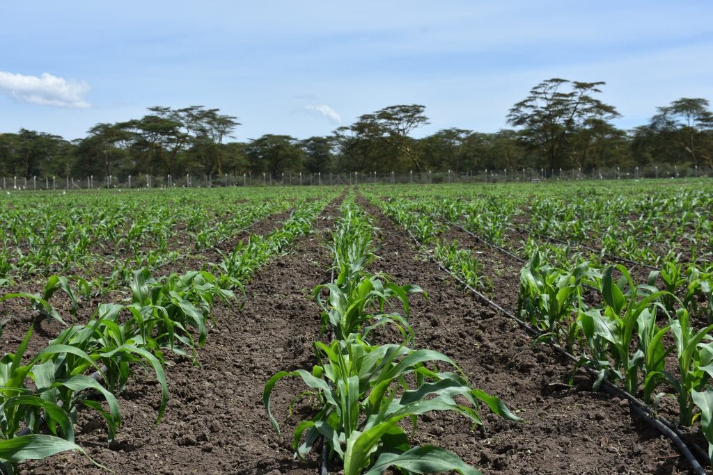 L.M. Suresh – CIMMYT