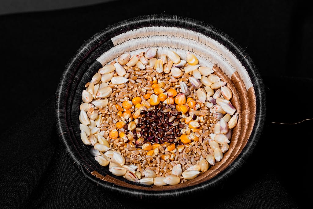 A basket contains an assortment of whole, unprocessed maize and wheat kernels. (Photo: Alfonso Cortes/CIMMYT)