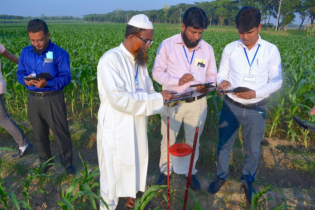 Participants of the Fighting Back Against Fall Armyworm trainings learning to collect field data through the Fall Armyworm Monitor web app in a farmer's field in Chauadanga, Bangladesh. (Photo: Uttam Kumar/CIMMYT)