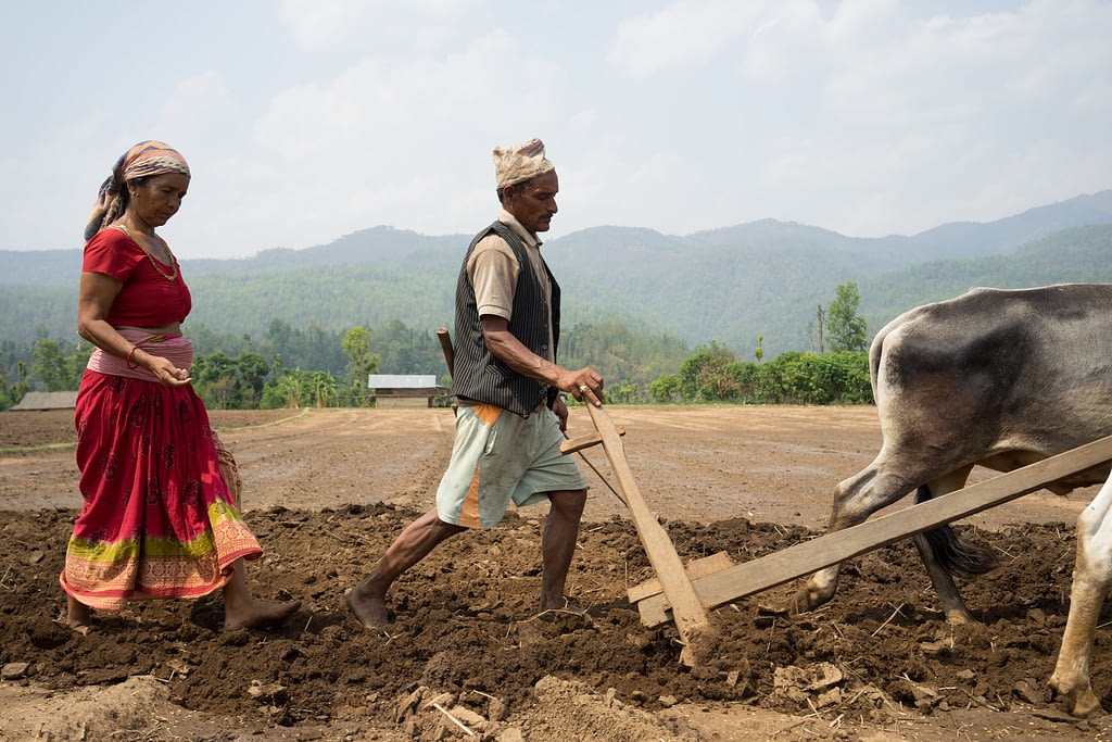 Farmer Dhansa Bhandari (left) sows maize seed while Bikram Daugi (right) ploughs with his oxen in Ramghat, Surkhet, Nepal. (Photo: P. Lowe/CIMMYT)