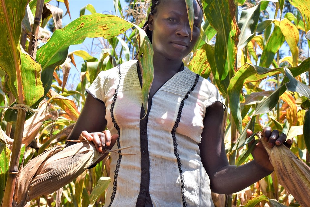 Embu demonstration farm 02 opt – CIMMYT