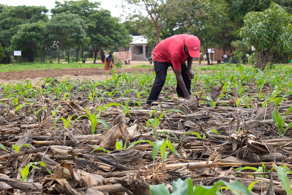 Matolino Zimba checks on the emerging maize crop, which has been covered in crop residue to conserve moisture, at the field school in Tiyese, Malawi. (Photo: Emma Orchardson/CIMMYT)