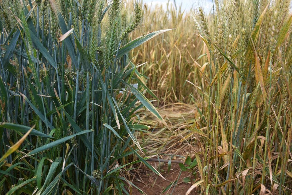 Stem rust resistant (left) and susceptible (right) wheat plants at the stem rust phenotyping facility in Njoro, Nakuru County in Kenya. (Photo: Joshua Masinde/CIMMYT)