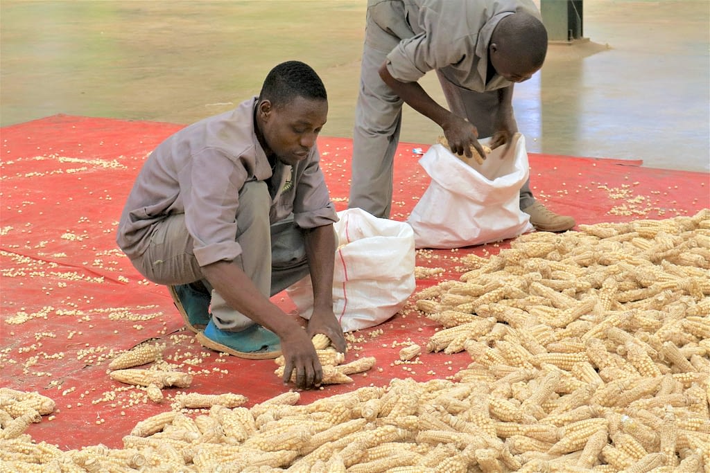 Staff bag maize cobs at a Demeter Seeds warehouse in Lilongwe, Malawi. (Photo: Emma Orchardson/CIMMYT)