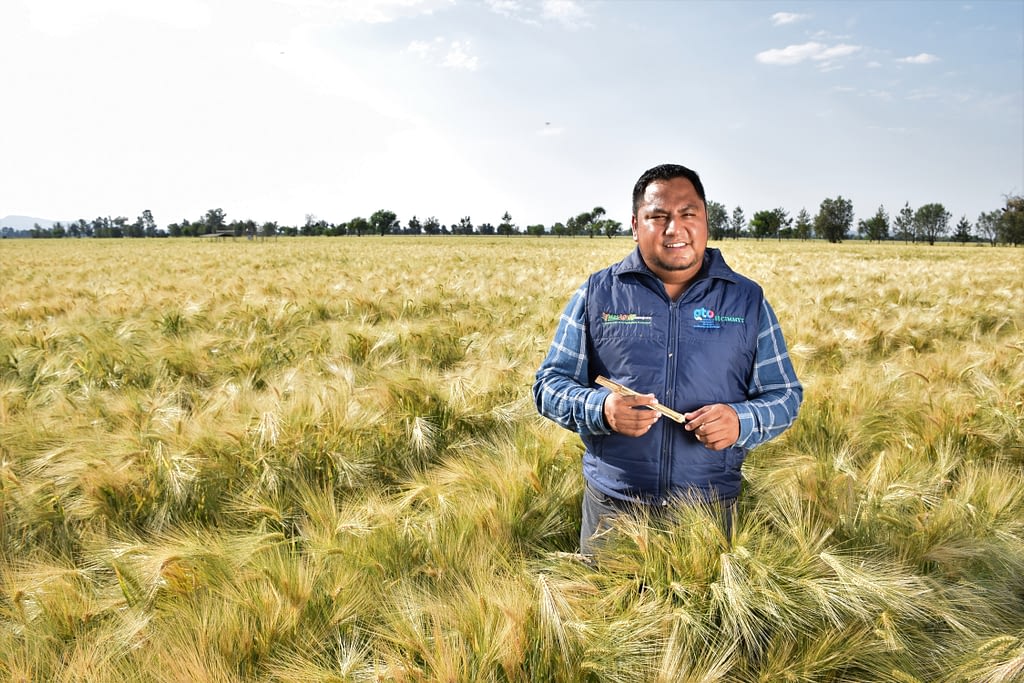 Ortiz Hernández in a wheat field in Guanajuato where sustainable and climate-smart practices are implemented. (Photo: Francisco Alarcón/CIMMYT)