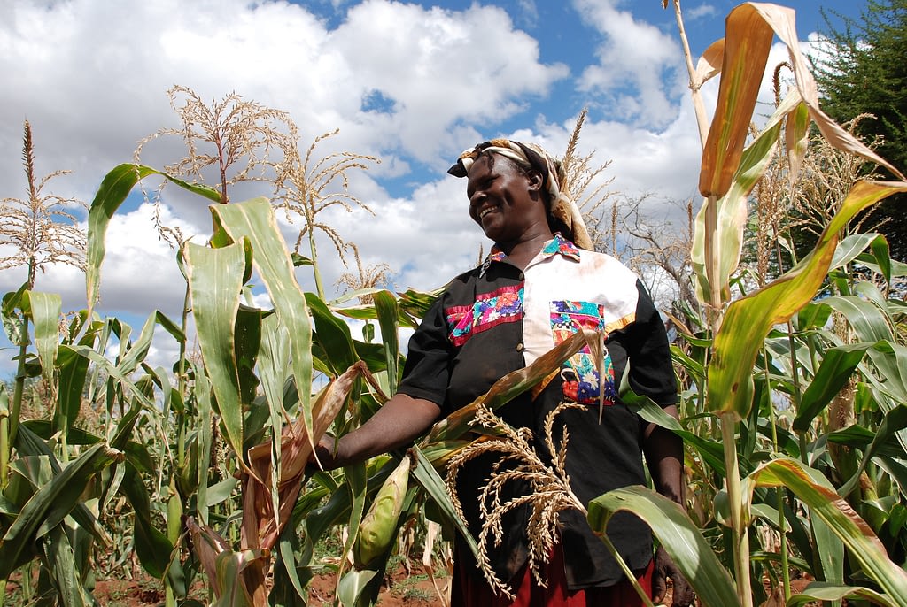 A community-based seed producer in Kiboko, Kenya, inspects her crop of drought-tolerant maize. (Photo: Anne Wangalachi/CIMMYT)