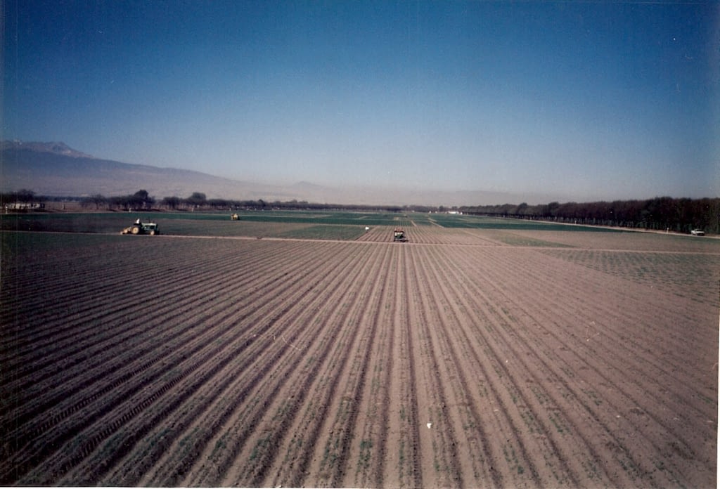 Early landscape of wheat fields at Toluca station (Photo: Fernando Delgado/CIMMYT)
