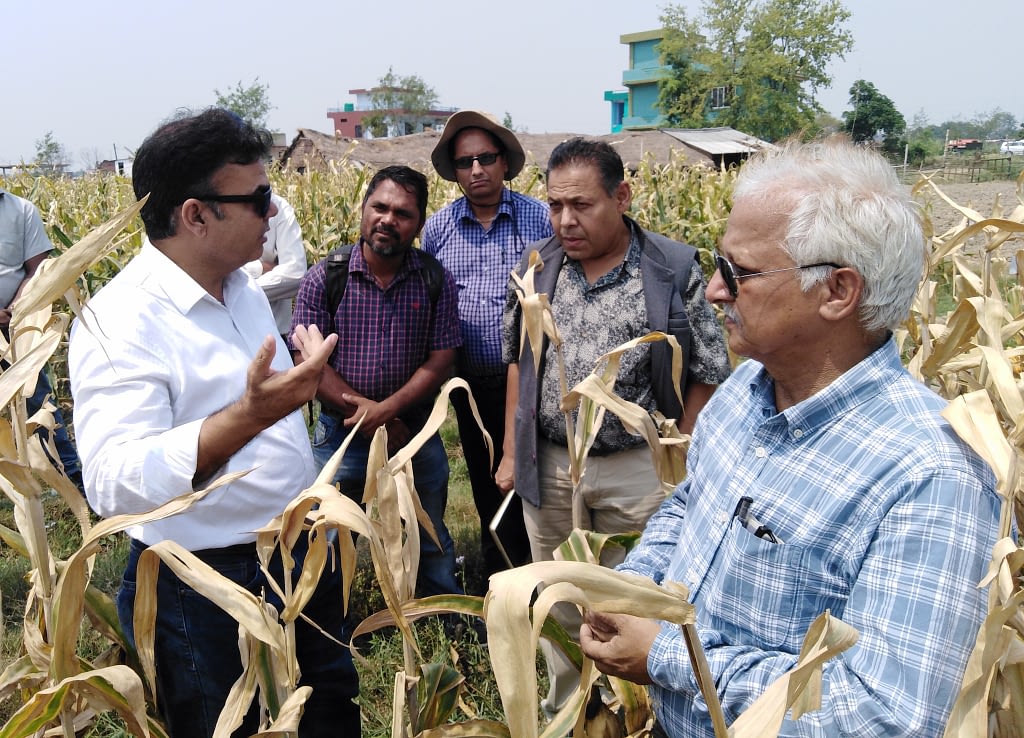 Scientists from CIMMYT and Nepal’s National Maize Research Program (NMRP) talk to Lumbini Seeds staff at their hybrid seed production plot in Bairawah, Nepal. (Photo: Lumbini Seeds)