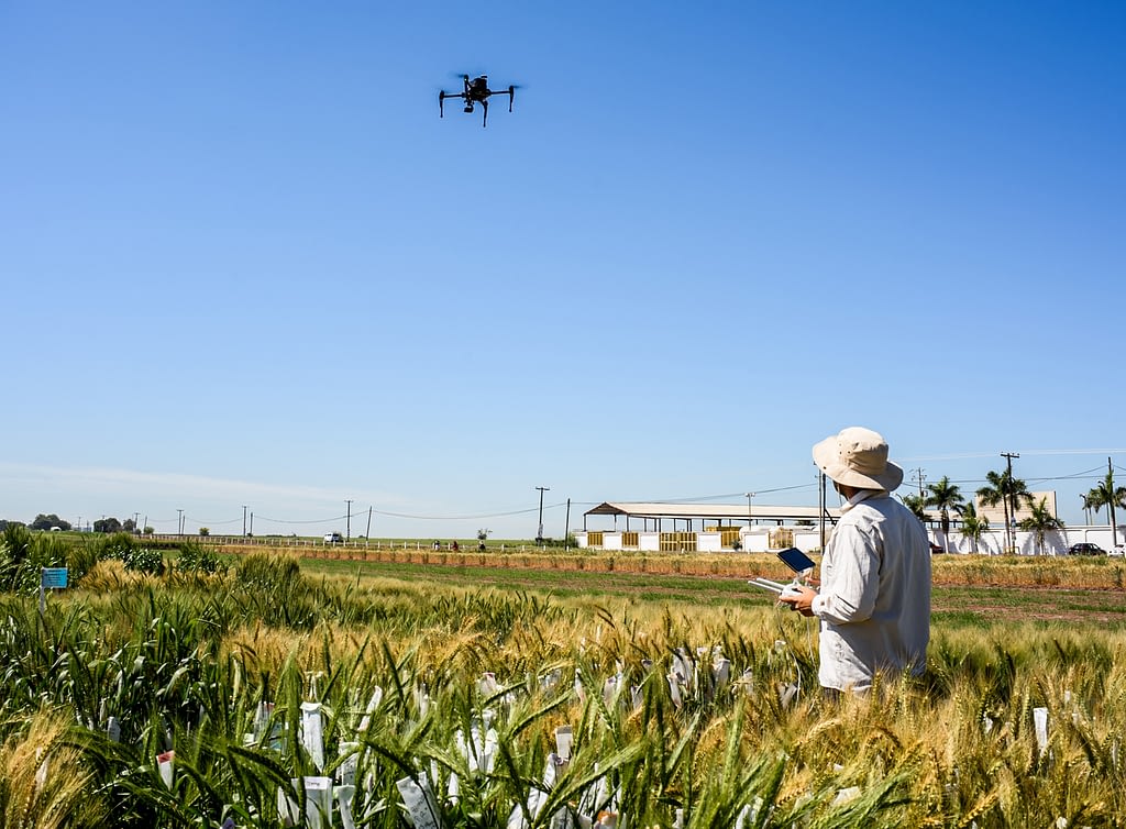 A researcher flies a UAV to collect field data at CIMMYT’s experiment station in Ciudad Obregón, Mexico. (Photo: Alfonso Cortés/CIMMYT)