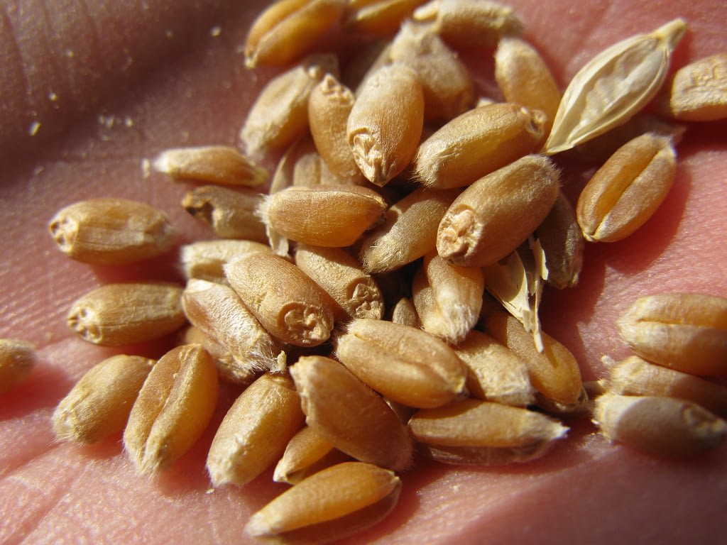 A hand holds grains of wheat. (Photo: Thomas Lumpkin/CIMMYT)