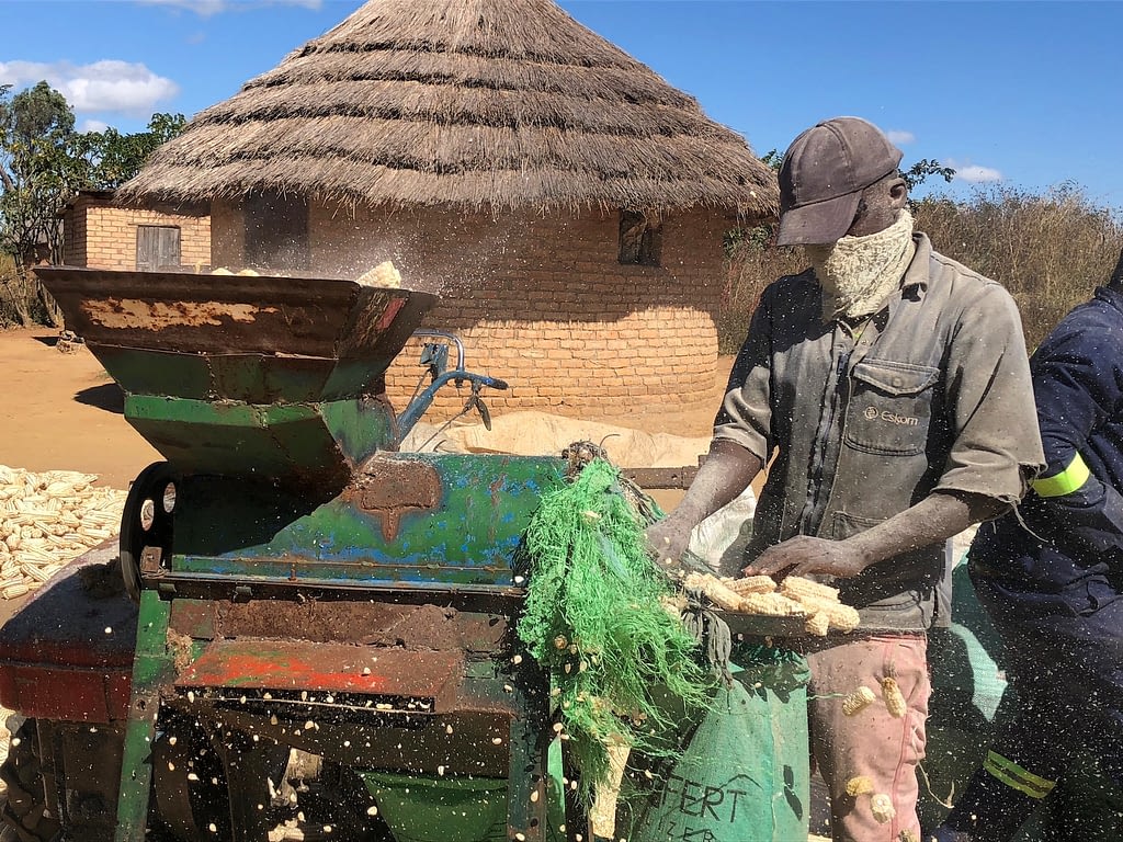 Masimba Mawire collects bare maize cobs after removing the grain using a mechanized maize sheller in Zimbabwe. (Photo: Matthew O’Leary/CIMMYT)