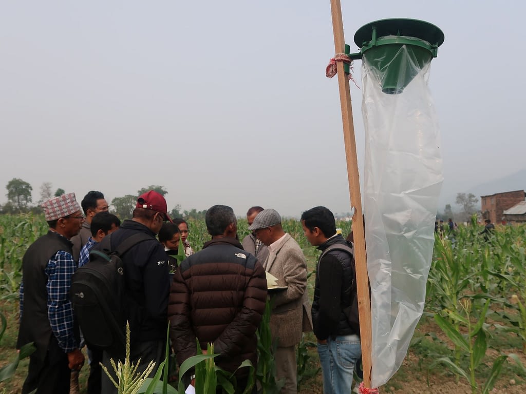 A pheromone trap is installed next to a maize field in Nepal. (Photo: Bandana Pradhan/CIMMYT)