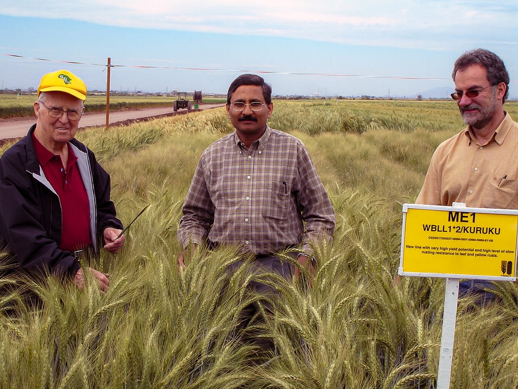 Norman Borlaug (left), Ravi Singh (center) and Hans Braun stand in the wheat fields at CIMMYT’s experimental station in Ciudad Obregón, in Mexico’s Sonora state. (Photo: CIMMYT)