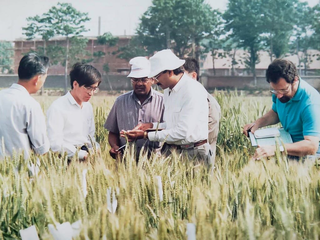 Left to right: Zhonghu He, Sanjaya Rajaram, Ravi Singh and Hans Braun during a field trip in Anyang, South Korea, in 1990. (Photo: CIMMYT)
