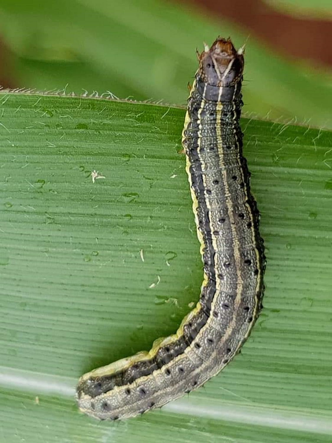 Integrated pest management strategies have been key in dealing with fall armyworm in Africa and Asia. (Photo: B.M. Prasanna/CIMMYT)