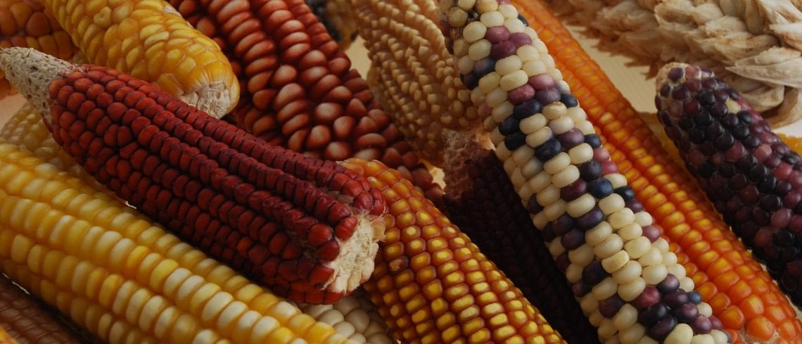 Maize ears from CIMMYT's collection, showing a wide variety of colors and shapes. CIMMYT's germplasm bank contains about 28,000 unique samples of cultivated maize and its wild relatives, teosinte and Tripsacum. These include about 26,000 samples of farmer landraces — traditional, locally-adapted varieties that are rich in diversity. The bank both conserves this diversity and makes it available as a resource for breeding. (Photo: Xochiquetzal Fonseca/CIMMYT)