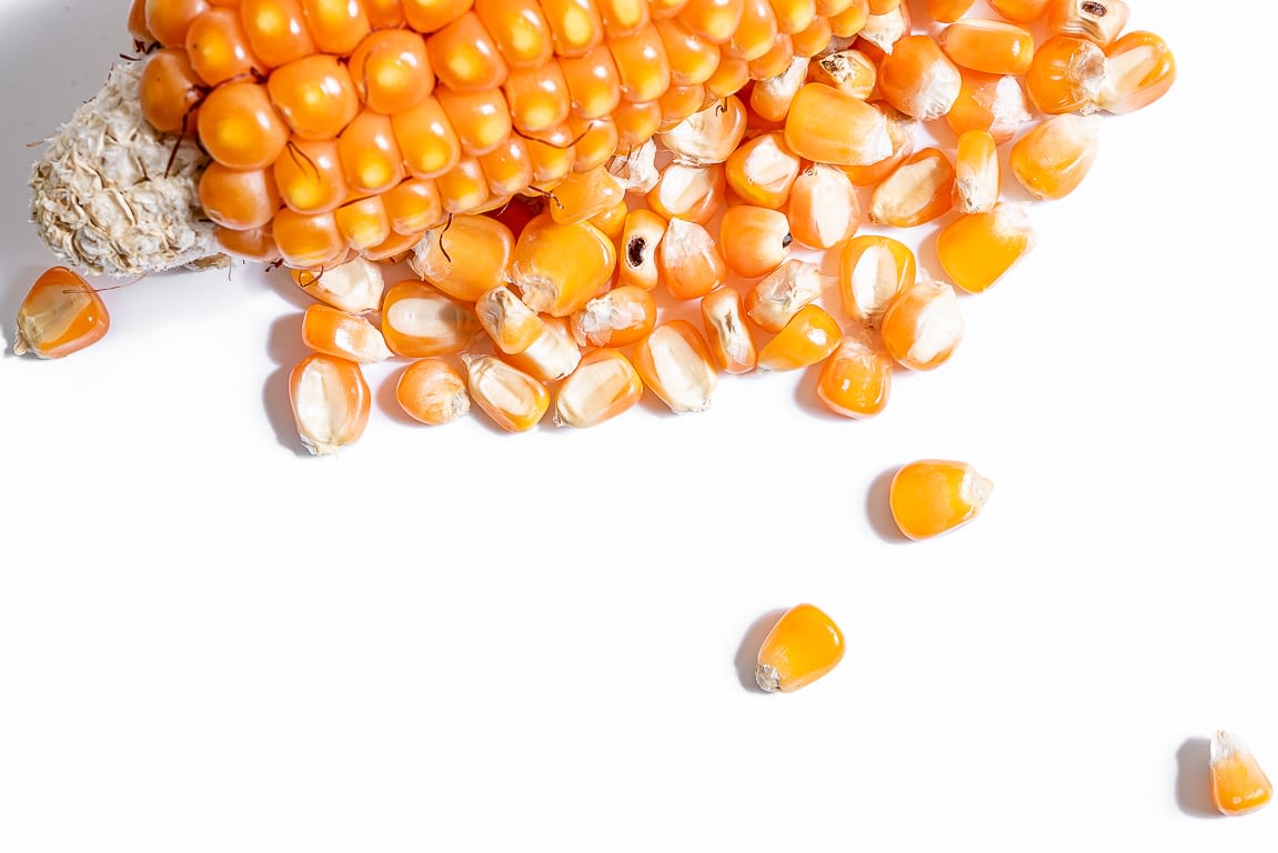 Close up of a quality protein maize cob. (Photo: Alfonso Cortés/CIMMYT)
