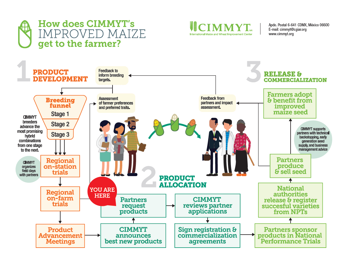 How does CIMMYT’s improved maize get to the farmer?