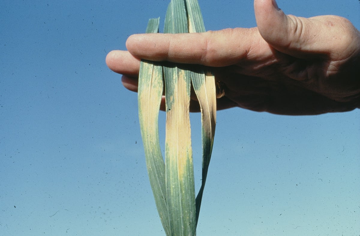 Wheat leaves showing symptoms of heat stress. (Photo: CIMMYT) For more information, see CIMMYT's Wheat Doctor: http://wheatdoctor.cimmyt.org/index.php?option=com_content&task=view&id=84&Itemid=43&lang=en. Photo credit: CIMMYT.