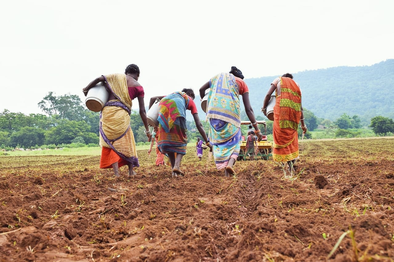 Women applying required fertilizer along the tracks of seed drill. (Photo: Wasim Iftikar)