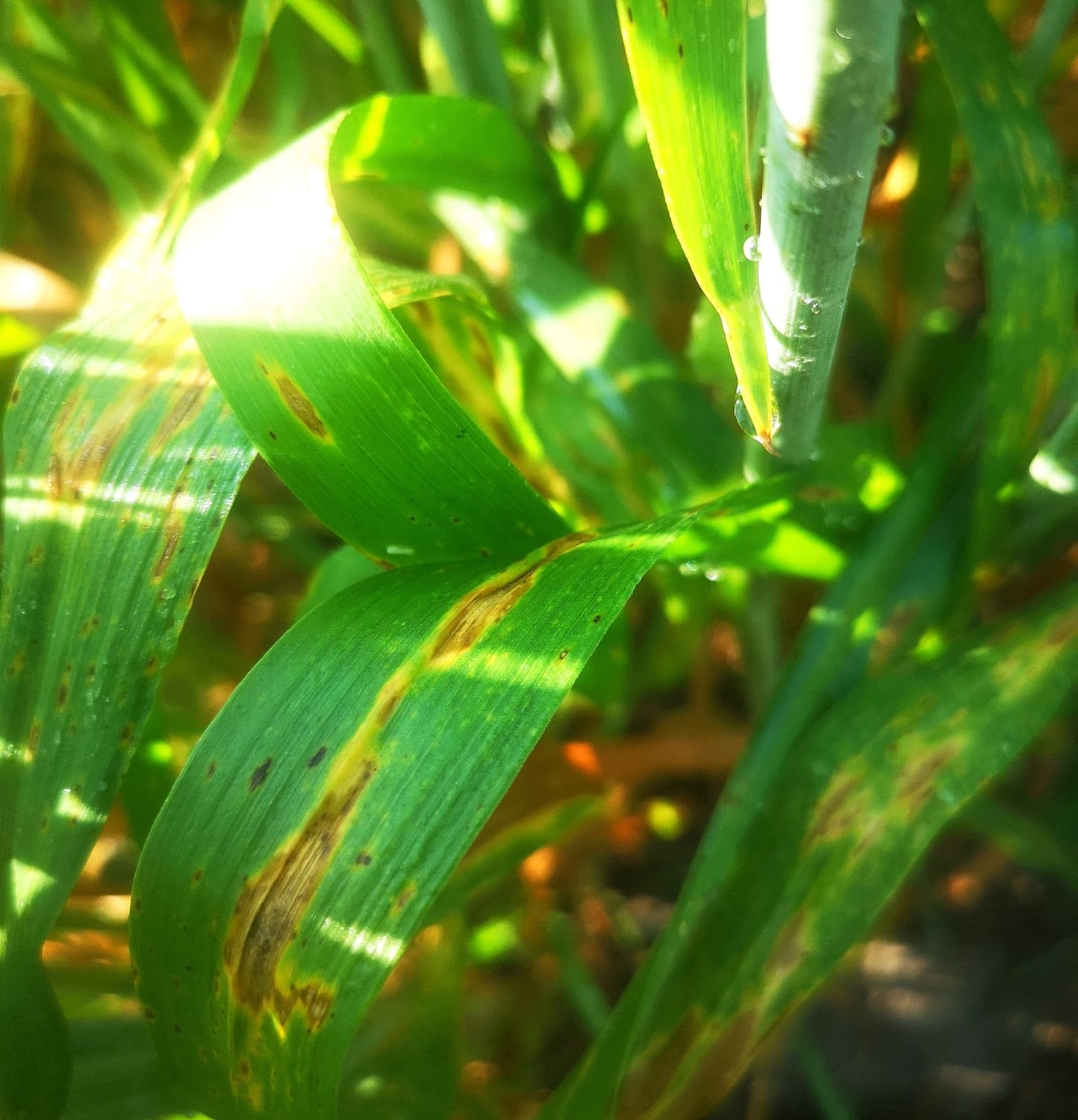 Signs of spot blotch on wheat. (Photo: Philomin Juliana/CIMMYT)