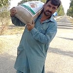 The road to better food security and nutrition seems straighter for farmer Munsif Ullah and his family, with seed of a high-yielding, zinc-enhanced wheat variety. (Photo: Ansaar Ahmad/CIMMYT)