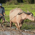 A farmer ploughs a rice field with a water buffalo. (Photo: Licensed from Digitalpress - Dreamstime.com; Image 11205929)