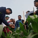 Participants in one of the trainings learn how to scout and collect data on fall armyworm in a maize field. (Photo: Bandana Pradhan/CIMMYT)