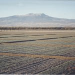 Wheat fields at Toluca station. Nevado de Toluca features in the background. (Photo: Fernando Delgado/CIMMYT)