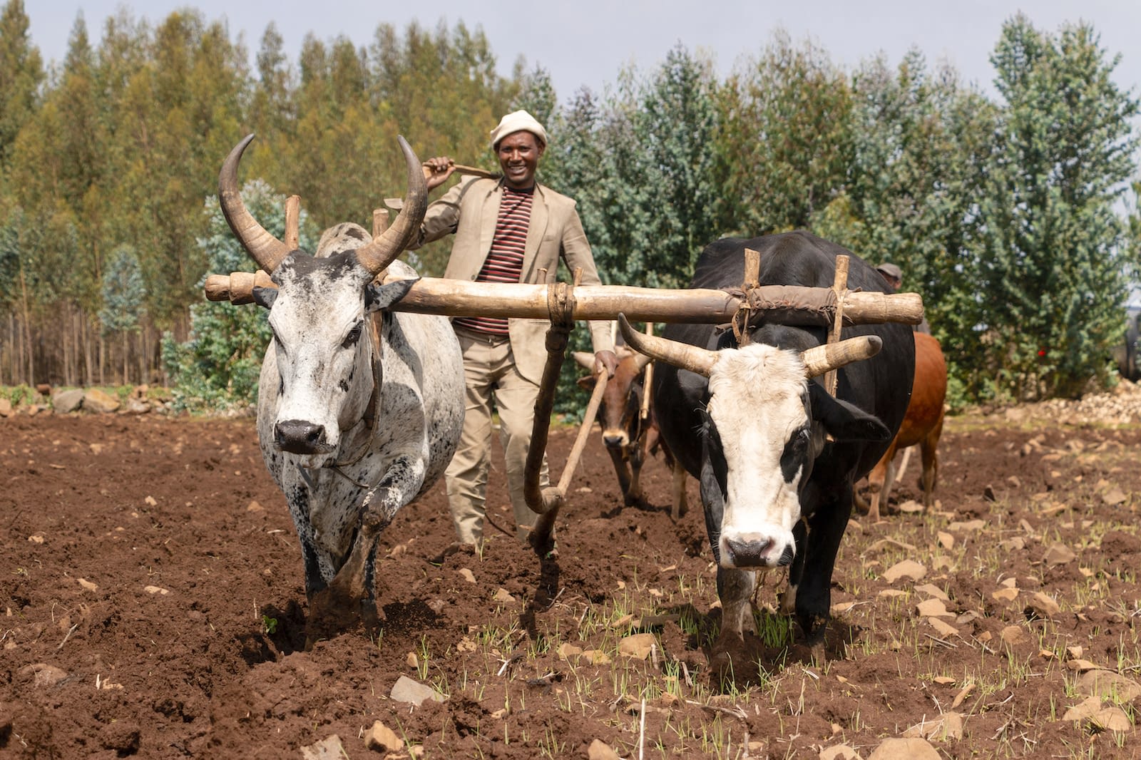 Ethiopian wheat farmers adopt quality seed and a vision for a more profitable future CIMMYT
