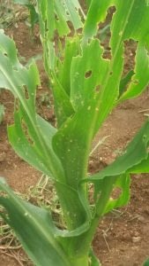 Leaf damage from fall armyworm on maize plants in Khamman district, Telangana state, India. (Photo: ICAR-Indian Institute of Maize Research)