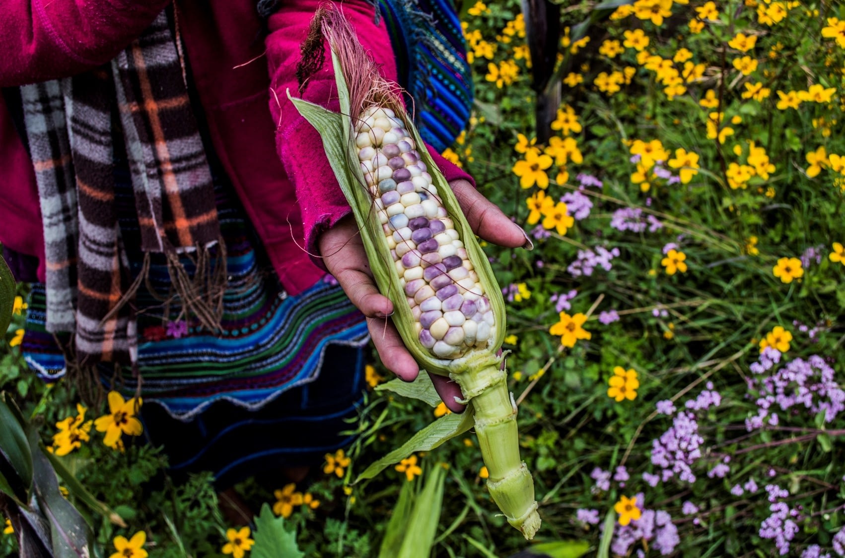 A farmer holds a maize ear. (Photo: Cristian Reyna)