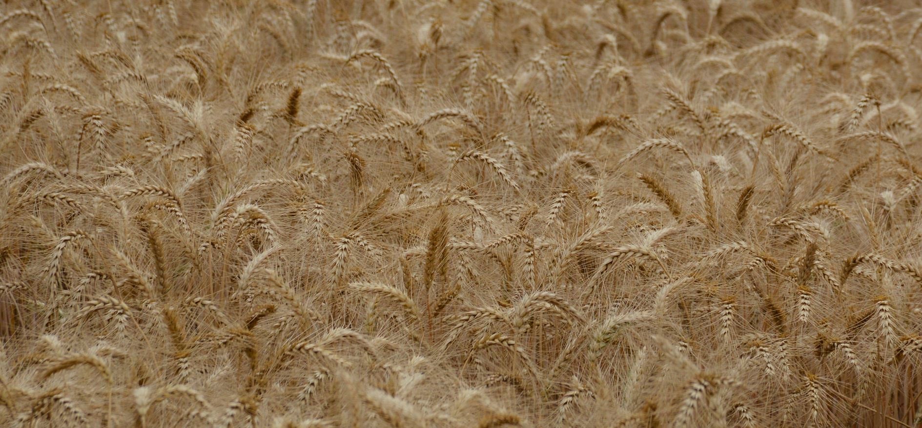 A wheat field in Pakistan, ready for harvest. (Photo: Kashif Syed/CIMMYT)