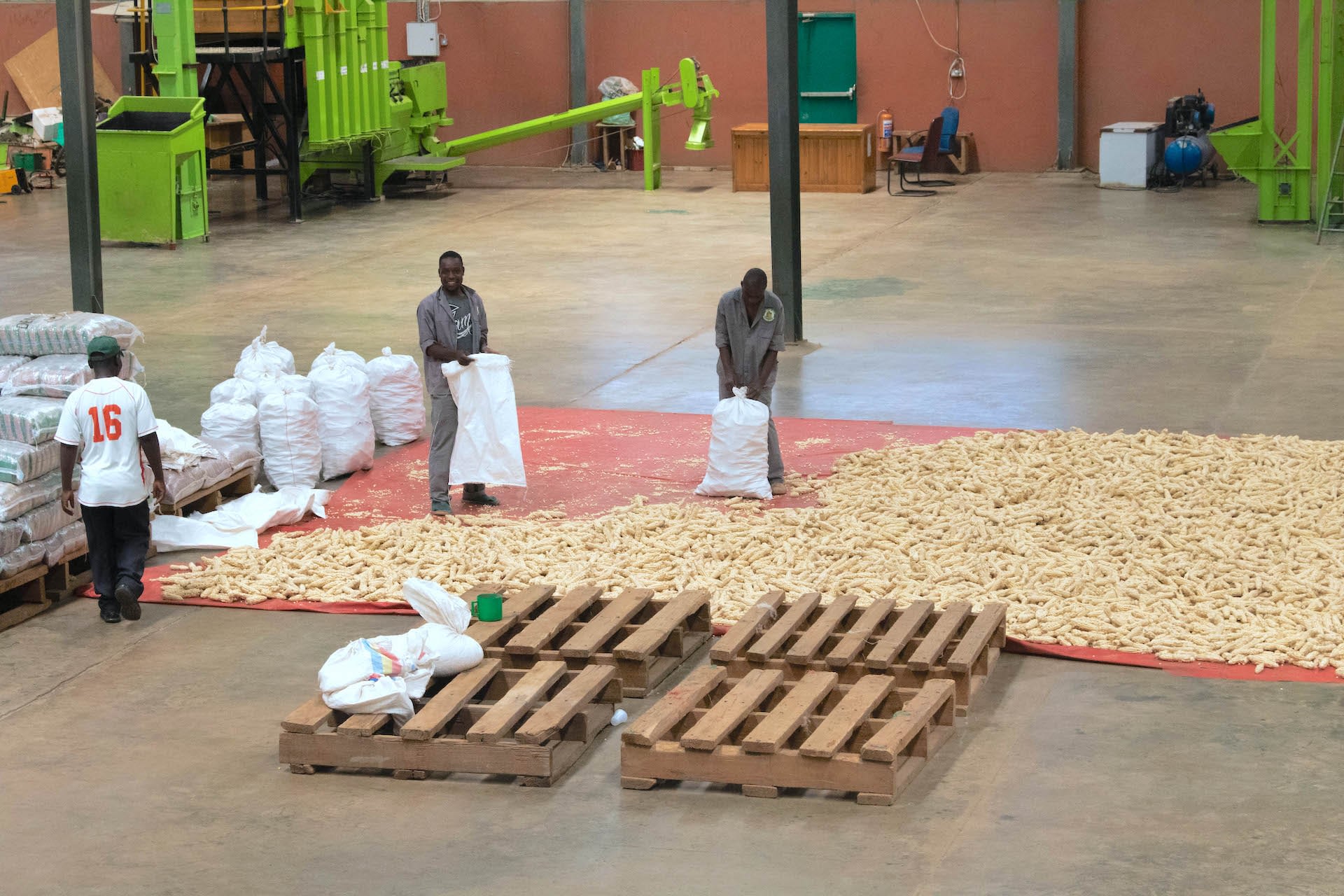 Staff members bag maize at the Demeter Seeds warehouse. (Photo: Emma Orchardson/CIMMYT)