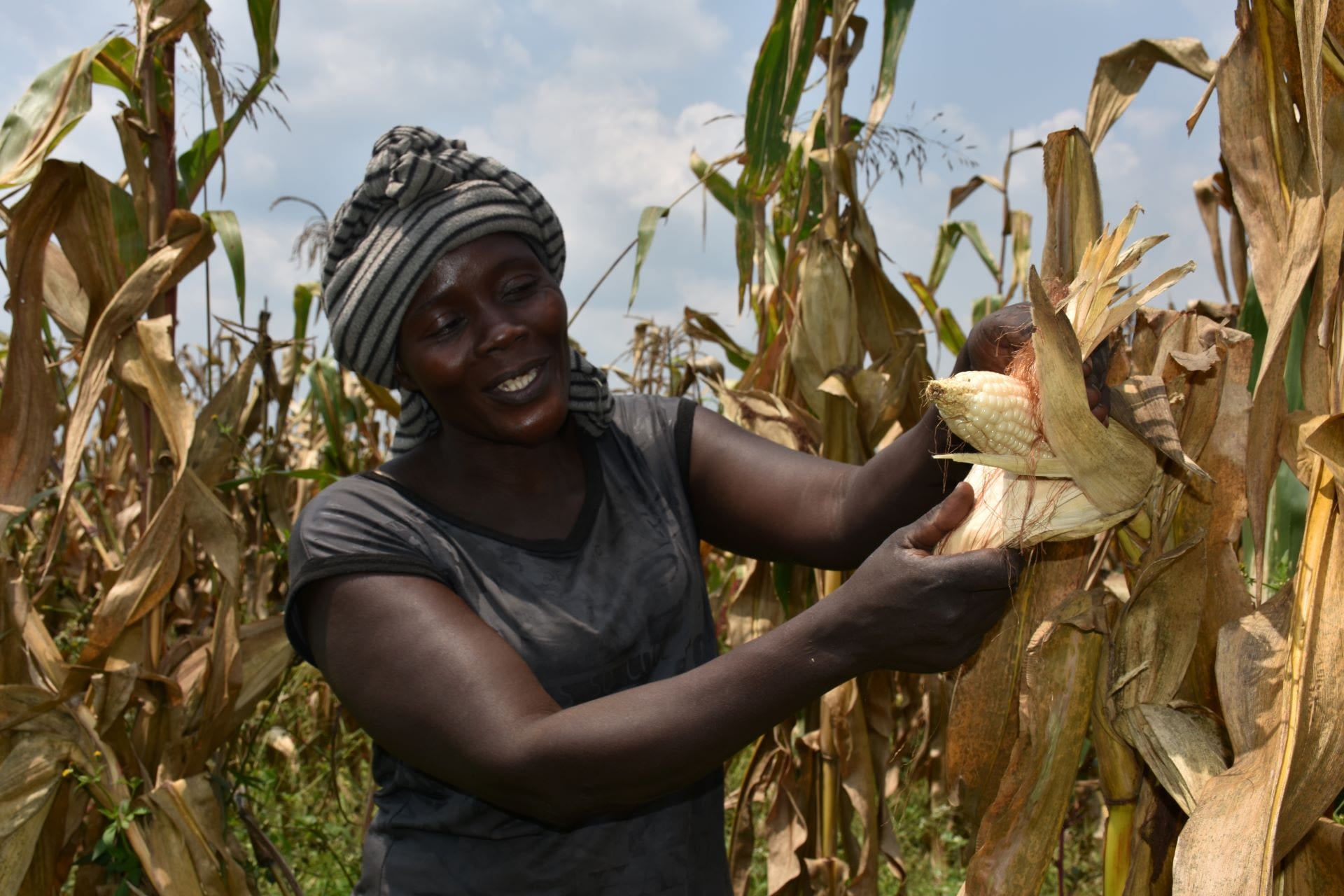 Alinda Sarah demostrates how happy she is with the maize cob due for harvest on the farm she owns with her husband in Masindi, mid-western Uganda. (Photo: Joshua Masinde/CIMMYT)