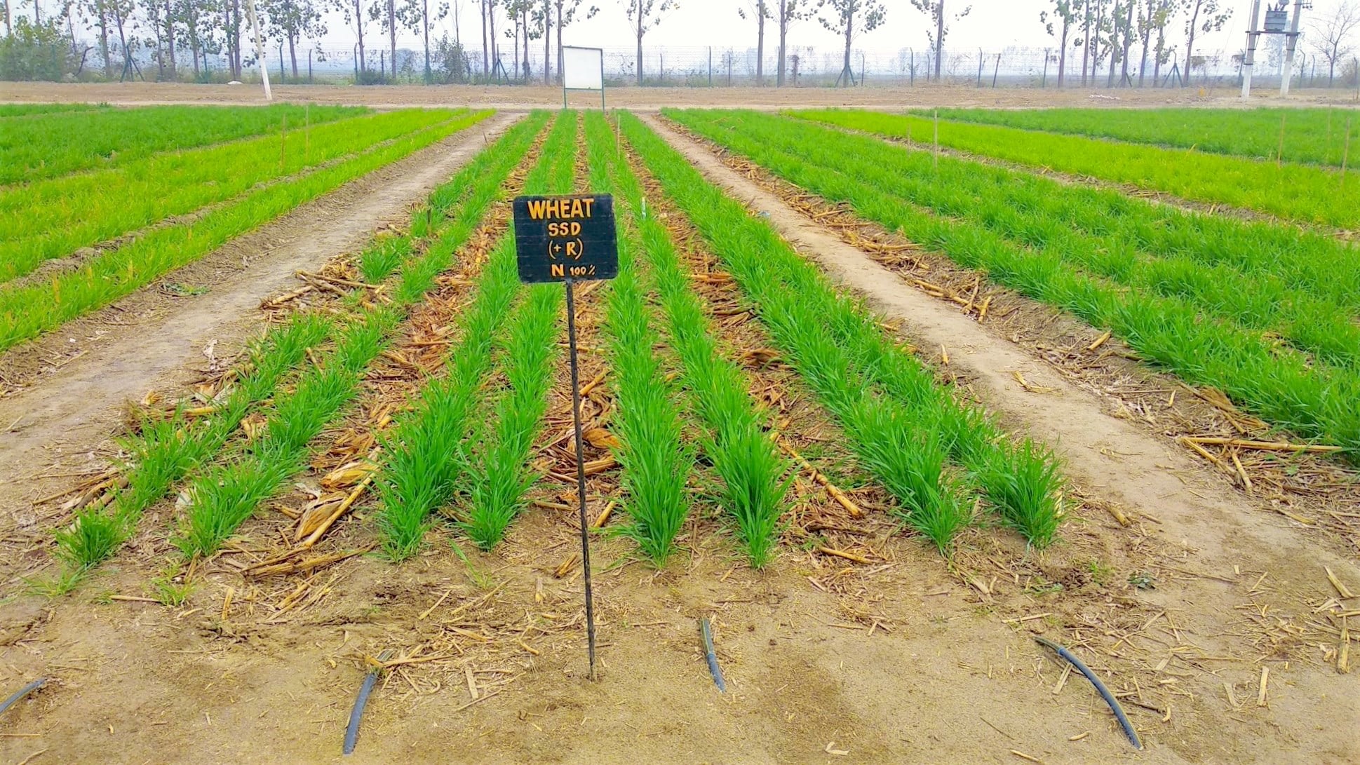 During the study, researchers used a sub-surface drip fertigation system, combined with conservation agriculture approaches, on wheat fields. (Photo: Naveen Gupta/CIMMYT)
