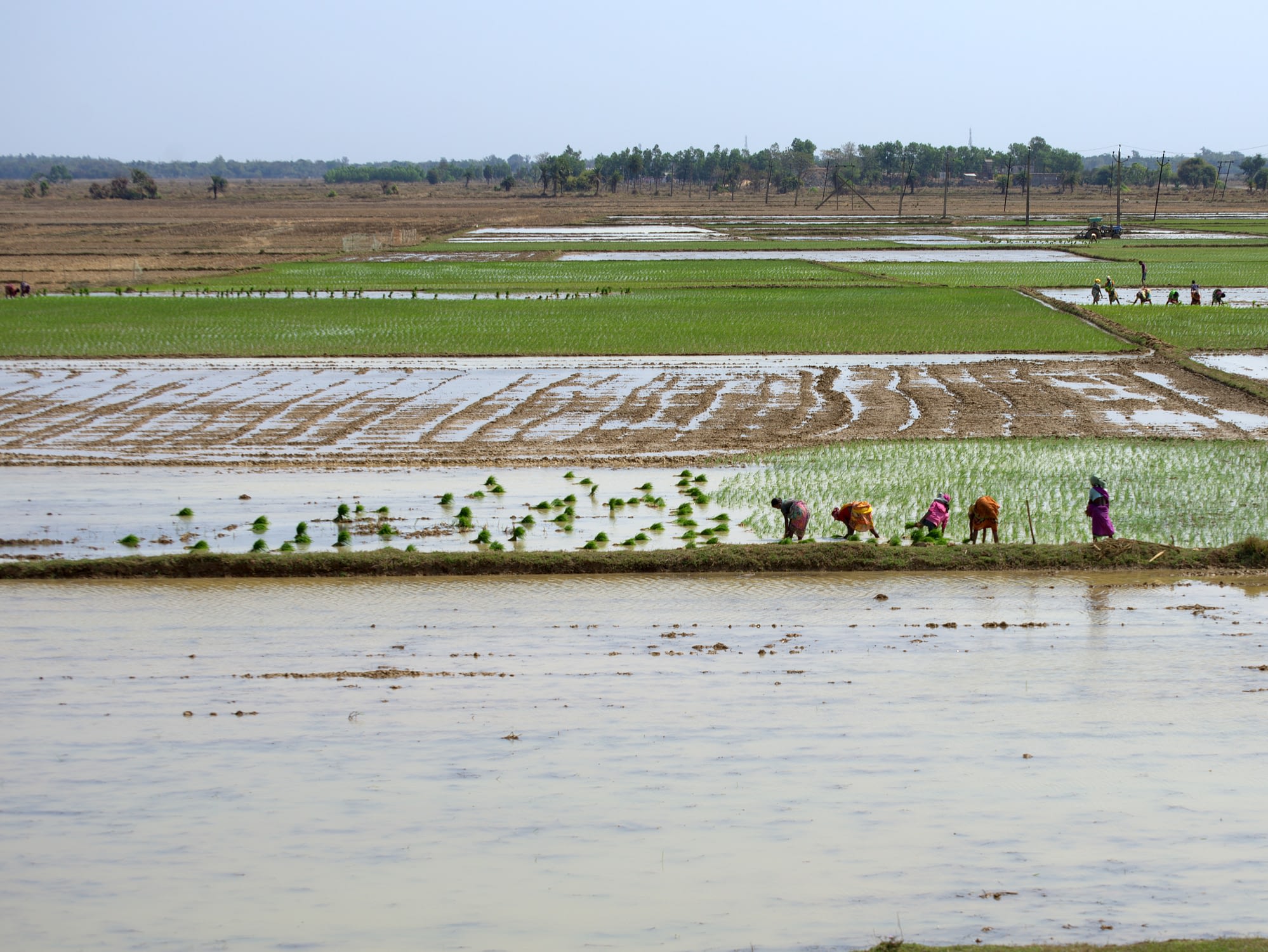 Farmers work on rice paddies. (Photo: Dakshinamurthy Vedachalam/CIMMYT)